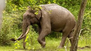 Kerala to Form 500-Member Special Reserve Force to Prevent Wild Elephant Attacks